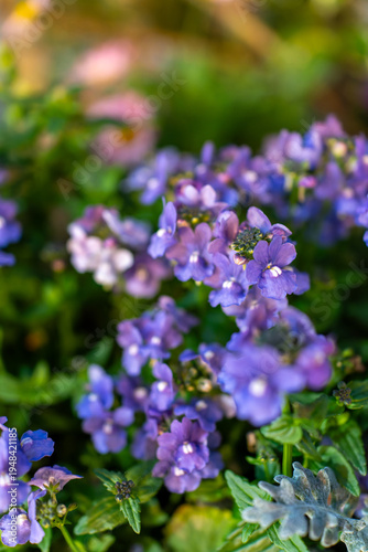 優しい光に包まれたネメシアの花