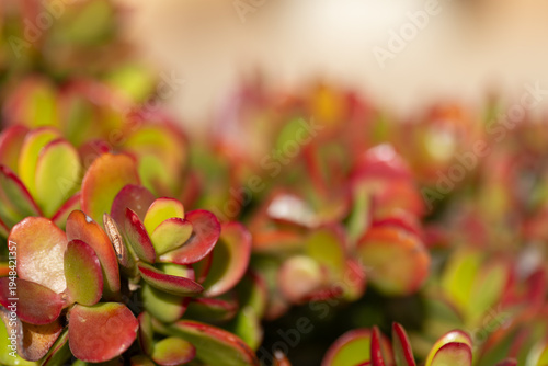 Vibrant Jade Succulent Plant with Red Edges (Crassula ovata 'Sunset')