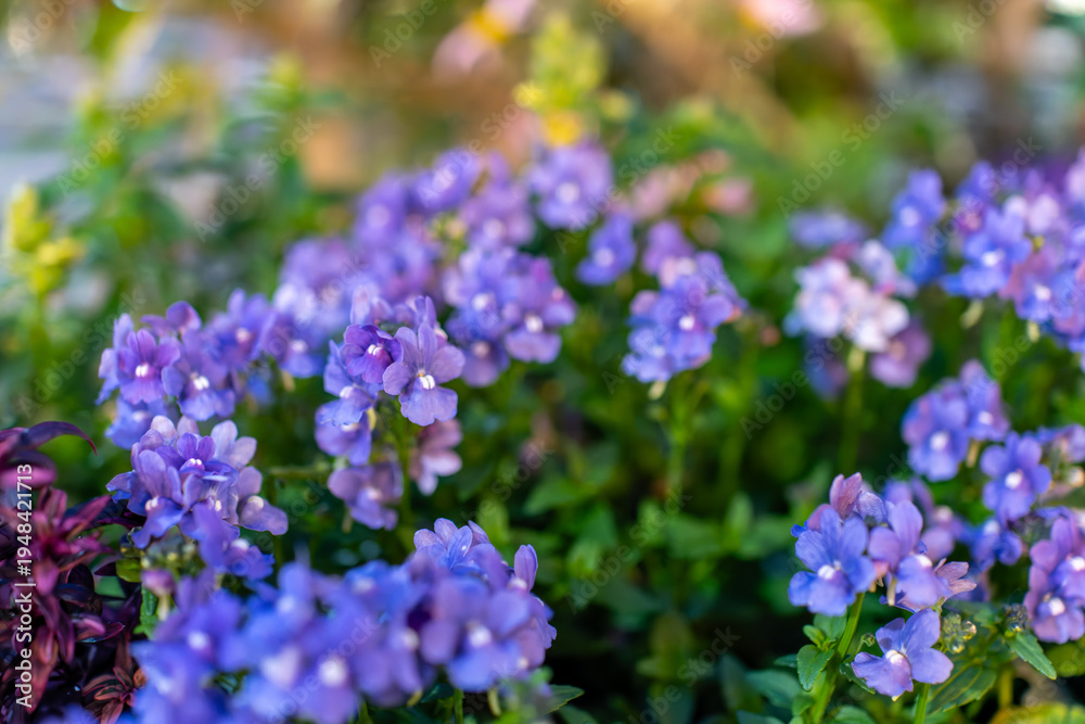 Fototapeta premium 春の庭に咲く紫色のネメシアの花