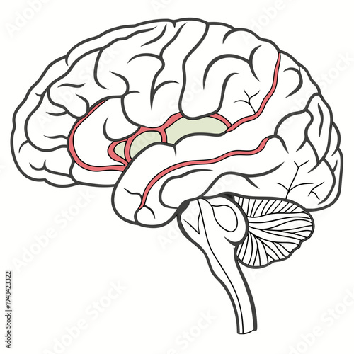Human brain anatomy with red and beige details on white background medical white background