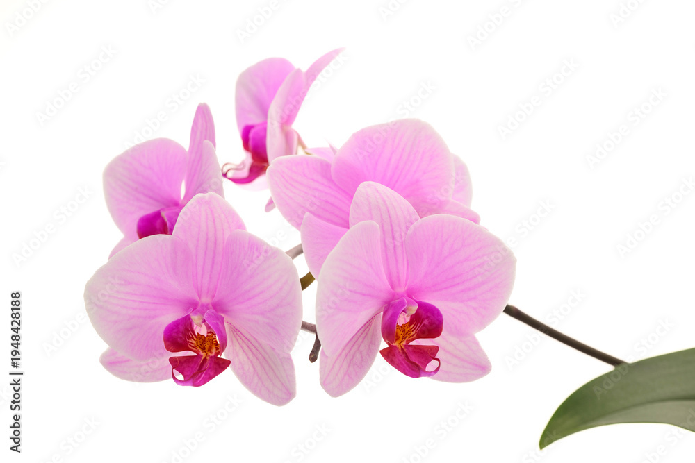 Fototapeta premium Close-up of pink orchid flowers isolated on white background