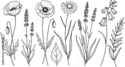 A beautiful illustration of various wildflowers and plants in a simple yet elegant line drawing style.
