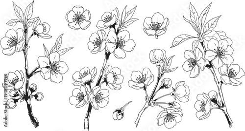 A delicate floral illustration of cherry blossoms in bloom on a white background