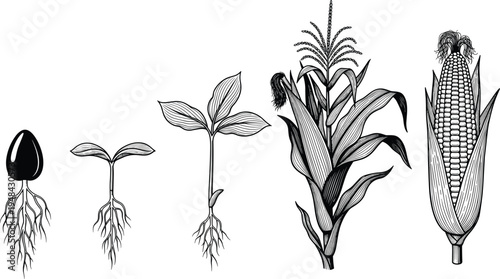 Detailed black and white illustration showing corn plant growth stages from seed germination to mature ear with kernels, agricultural development, farming biology concept artwork
