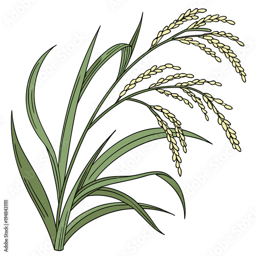 Green rice plant with yellow grains on white background green leaves nature