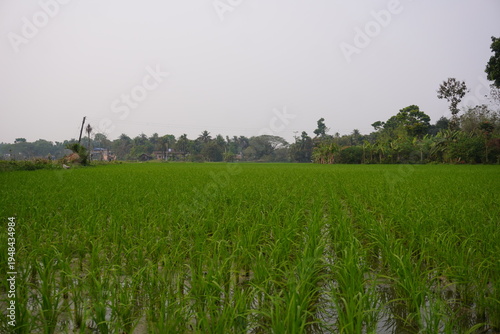 Photos Green Rice Field with Rows of Young Plants