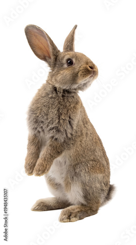 Captivating photograph of a brown and grey rabbit standing tall on hind legs, looking up on a transparent background.