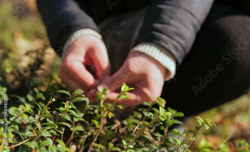 Bild auf Leinwand Lingonberry Plant Close Up with Hands Harvesting Leaves in Background — Wild Cow