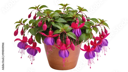 Fotografía Vibrant fuchsia plant with striking pink and purple bell-shaped flowers and lush