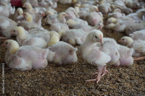 Broiler Chicks in Poultry Farm Setting