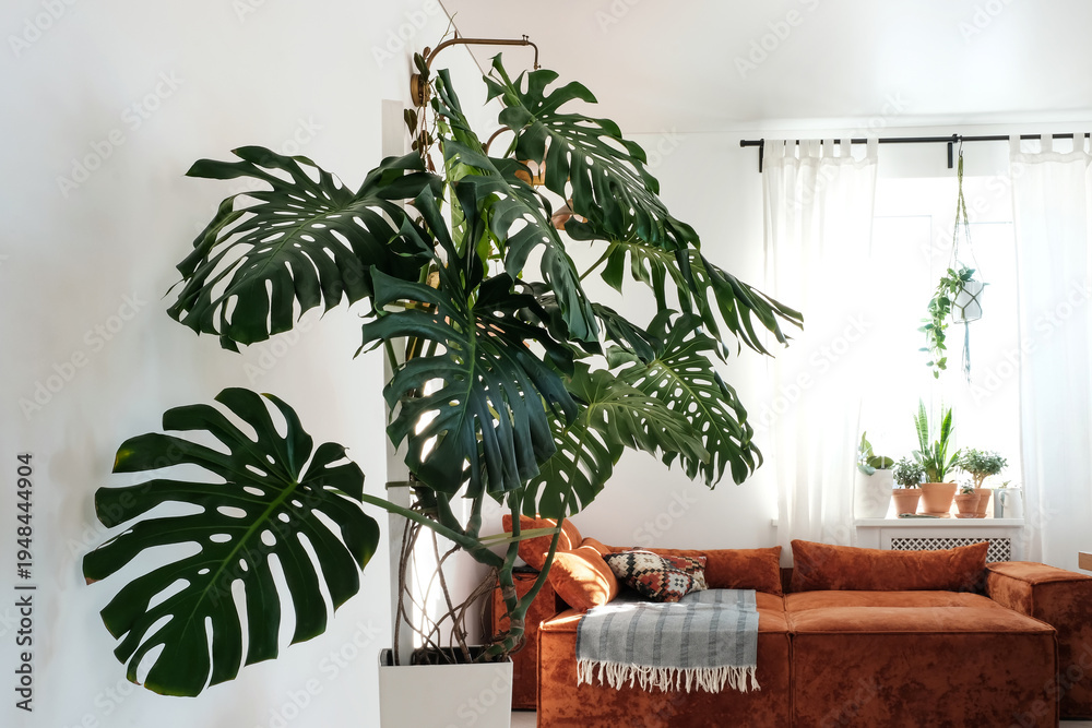 Fototapeta premium Monstera Deliciosa in Modern Fusion Interior with orange Couch