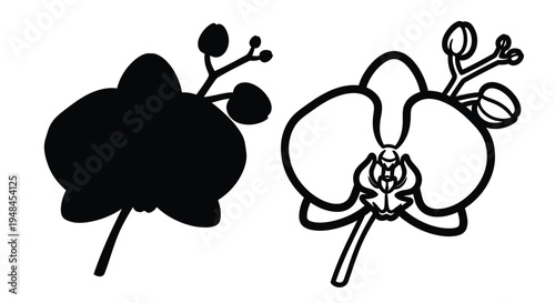 Two orchid flower illustrations one solid one outlined in black
