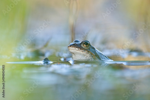 Canvas Print Common frog (Rana temporaria) eye above water surface in wetland, amphibian portrait in natural habitat during mating season in Czech Republic
