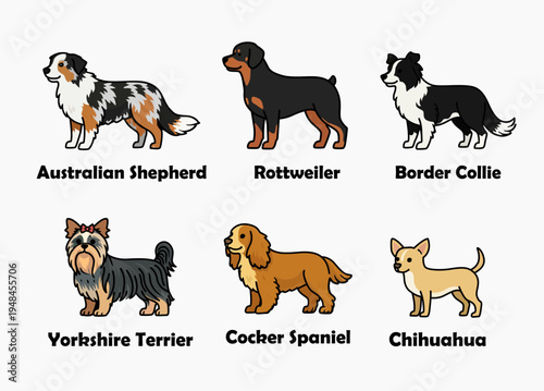Cute dog breeds collection in flat cartoon style. Illustration set featuring Australian Shepherd, Rottweiler, Border Collie, Yorkshire Terrier, Cocker Spaniel, and Chihuahua.