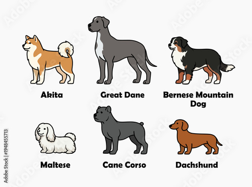 Popular dog breeds illustration set in cute flat cartoon style. Collection featuring Akita, Great Dane, Bernese Mountain Dog, Maltese, Cane Corso, and Dachshund.