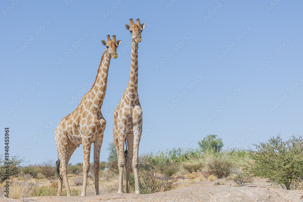 Obraz premium Giraffe in Südafrika