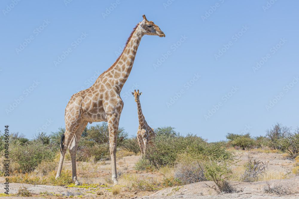 Obraz premium Giraffe in Südafrika