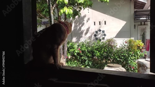 Cat looking out window at garden and house exterior