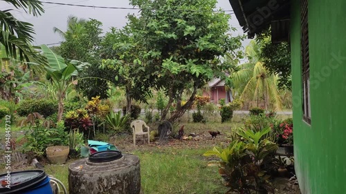 Tropical backyard garden and lush plants outdoor