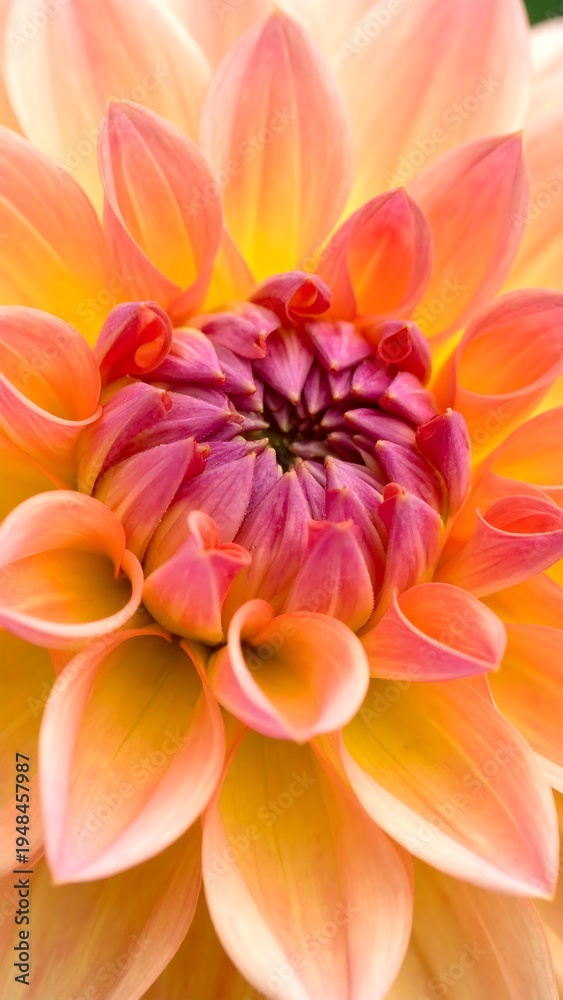 Fototapeta premium Close-up of a vibrant peach and pink dahlia flower
