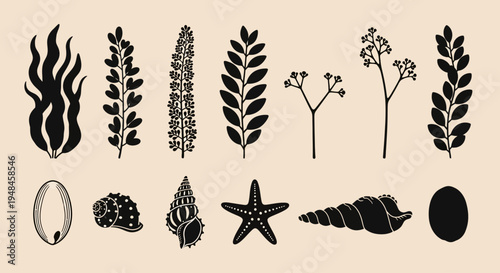 Collection of various marine plants and seashells silhouettes on a beige background