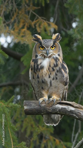 Eurasian Eagle Owl Perched on Branch.