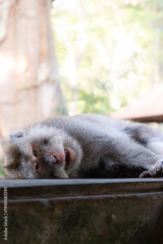 Relaxed Long-Tailed Macaque Monkey Resting and Looking at Camera