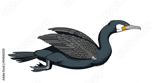 Graceful cormorant swimming, showcasing its dark plumage and long neck, a skilled diving bird found in coastal and freshwater habitats.