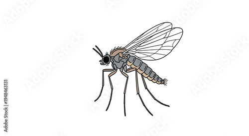Detailed illustration of a fungus gnat, showcasing its small, slender body and delicate transparent wings, a common house and garden pest.