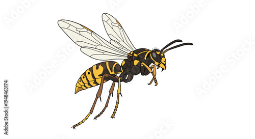 Yellowjacket wasp captured mid-flight, showcasing its distinctive black and yellow striped body and delicate transparent wings, a common North American insect.