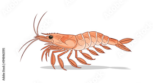 Detailed illustration of an orange-pink shrimp, highlighting its segmented body, numerous legs, and long delicate antennae against a pristine white background.