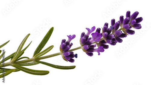 Fotografie Vibrant purple lavender flower sprig with delicate green leaves, isolated fragra