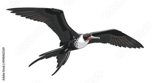 Magnificent frigatebird soaring through the sky with its long, pointed wings spread wide, showcasing its distinctive black plumage and forked tail.