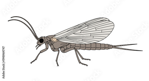 Detailed side view illustration of a mayfly, highlighting its elongated body, delicate transparent wings, and long tail filaments.