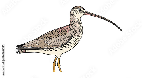 Elegant curlew standing with its distinctive long, downward-curved bill and mottled plumage, a characteristic wading bird of wetlands.
