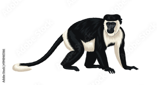 Striking colobus monkey with its distinctive black and white fur, long tail, and graceful posture, a beautiful African primate.