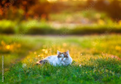 A cute cat lies on a sunny spring meadow and looks at the camera.