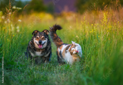 Cute fluffy friends, a cat and a dog, are standing on a sunny spring meadow and eating green grass.