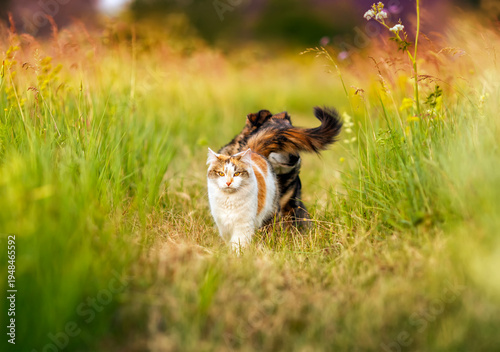 A cat covered a dog's eyes with its tail during a walk through a summer meado...