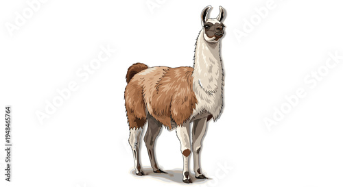Friendly brown and white llama standing gracefully, showcasing its thick, woolly coat and long neck, a domesticated animal from the Andes.