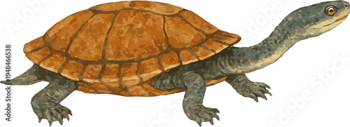  Vector watercolor realistic illustration of a Chelodina expansa tortoise