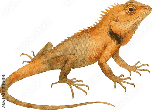 Vector watercolor illustration of a Oriental garden lizard