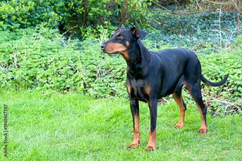 Doberman dog in a garden