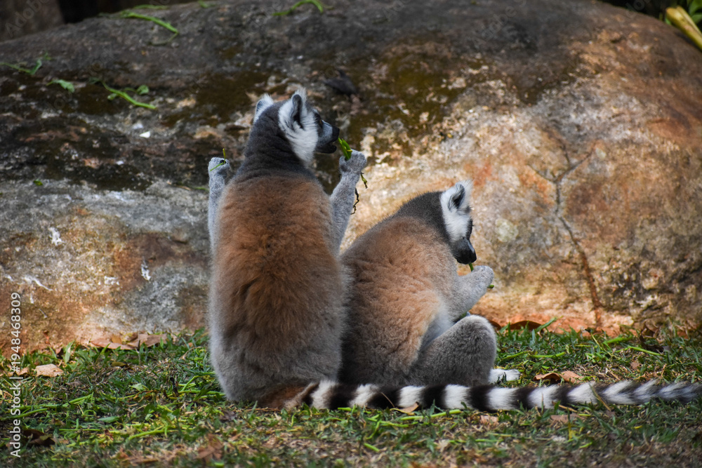 Fototapeta premium Ring-tailed lemurs (Lemur catta, Madagascar lemur) in the Dehiwala Zoo (National Zoological Gardens of Sri Lanka, Dehiwala Zoological Gardens), Dehiwala, Sri Lanka.