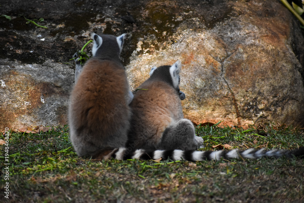 Naklejka premium Ring-tailed lemurs (Lemur catta, Madagascar lemur) in the Dehiwala Zoo (National Zoological Gardens of Sri Lanka, Dehiwala Zoological Gardens), Dehiwala, Sri Lanka.