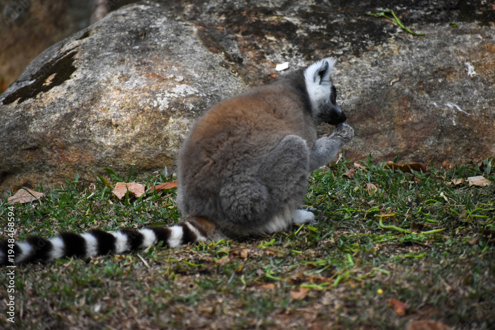 Fototapeta premium Ring-tailed lemur (Lemur catta, Madagascar lemur) in the Dehiwala Zoo (National Zoological Gardens of Sri Lanka, Dehiwala Zoological Gardens), Dehiwala, Sri Lanka.