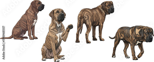 Fila Brasileiro dog sitting paw raised standing rear view walking pose set