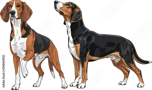 Finnish Hound dog standing looking up attentive paw raised pose set