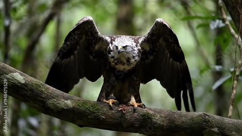 Majestic Philippine eagle with wide wings spread landing carefully upon a thick mossy tree branch