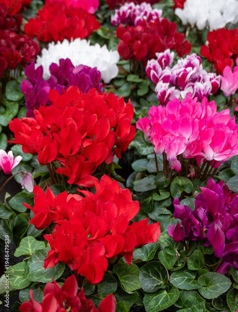 Fototapeta premium Cyclamen persicum elegant indoor and outdoor flowering plant with vibrant colors for home decoration, gardening, winter flowers